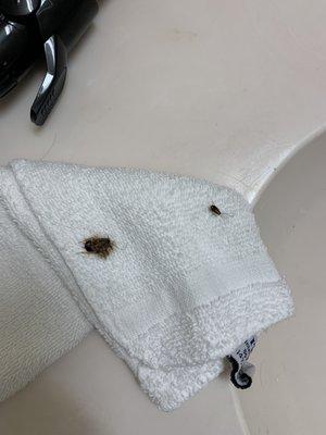 Dead roaches on towels they refuse to replace or exchange