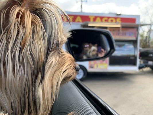 Patiently waiting for his tacos...