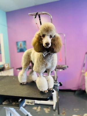 Silver beige mini poodle