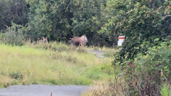 Moose mom and 2 babies by the entrance