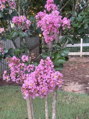 Gorgeous blooms on my Crepe Myrtle!