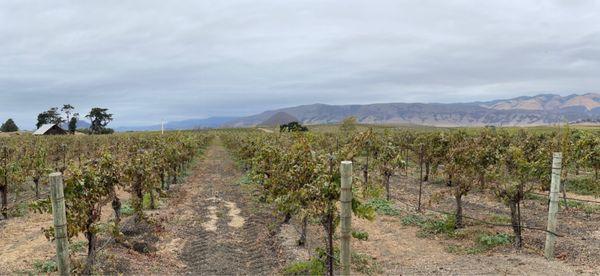 Panoramic of their Estate Chardonnay vines