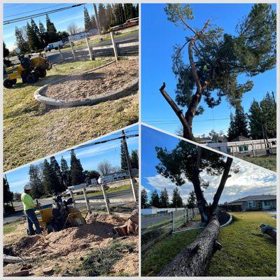 Emergency removal. Storm Split this tree in two.