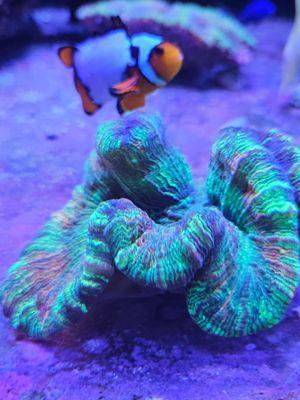 Brain coral