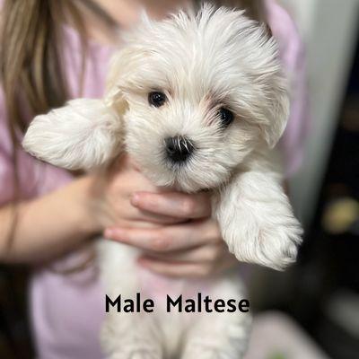 Male Maltese