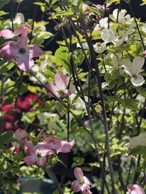 Yes ready for spring with pink dogwood