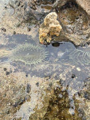 Anemone in the pools