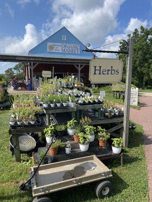 Herbs section