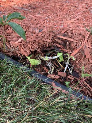 Plants pushing up chips and fabric