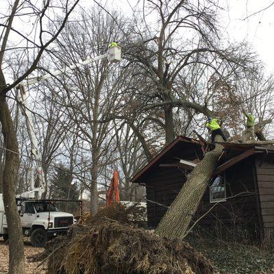 Removing a tree from New Franklin owner's house.