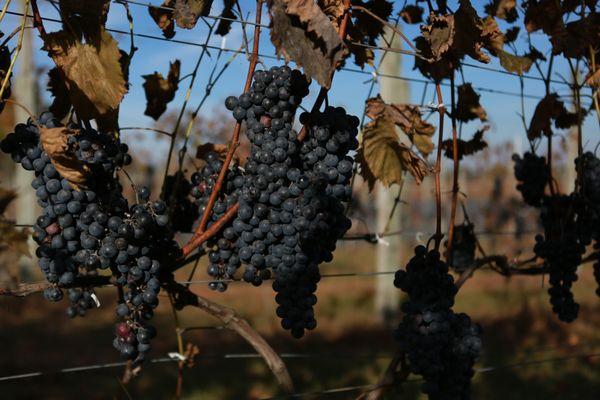 All Sandhill wines are made with Michigan fruit!

Grapes Pictured: Estate Chamborcin