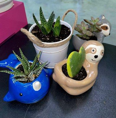 We have a wide variety of Animal Succulent Pots to choose from here at Flowers of Eden.