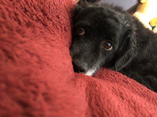 My dog, Oreo just chilling out