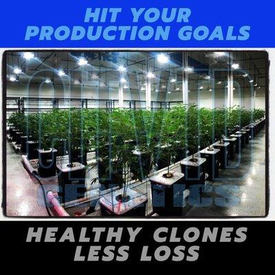 CLTVTD Genetics Indoor Nursery #CleanClones #Clones