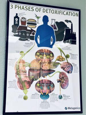 3 Phases of Detoxification