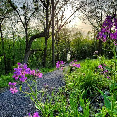 Nice walking path along the southside of the property provides a safe journey for Upper Lakeview guests to get down our hill to the lake.