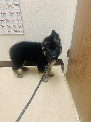 10-week old GSD routine check-up