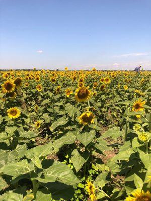 Sunflowers are blooming!