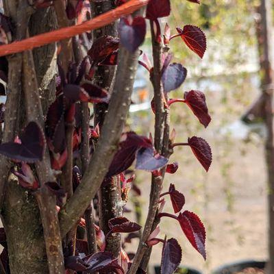 Trees for sale in the spring