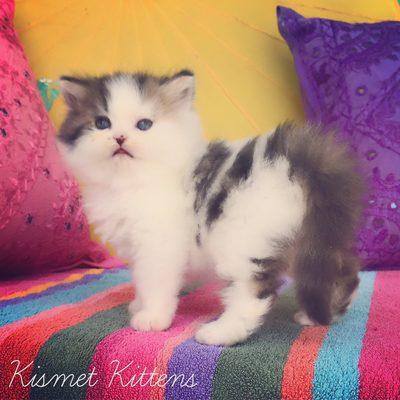 Beautiful Doll Face Teacup Kittens For Sale.