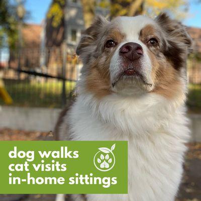 Toast looking very regal while on a walk with his favorite Pet Care Specialist.