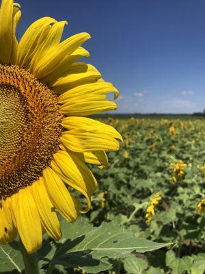 Sunflower fields are blooming Mid July