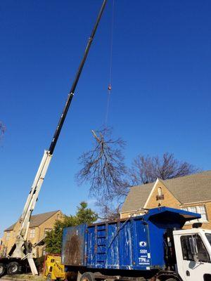 Tip Top Crane And Tree