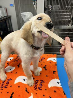 Daisy Enjoying A Treat At Mile Square Animal Hospital!