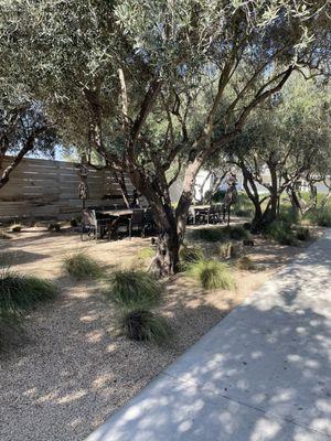 Outside with beautiful olive trees.