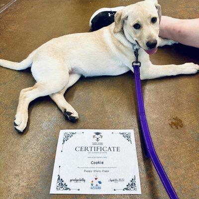 Our Puppy Stars graduate