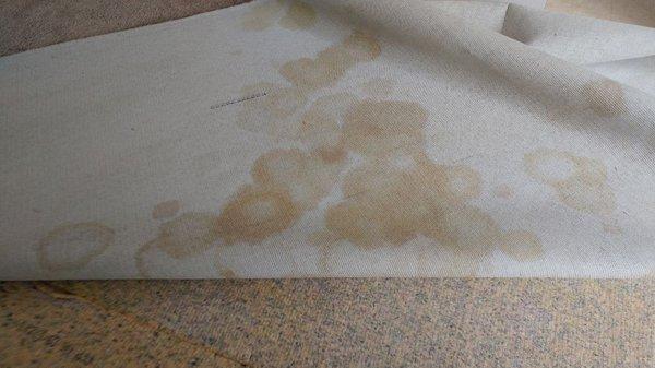 What happens under the carpet from pet stains.