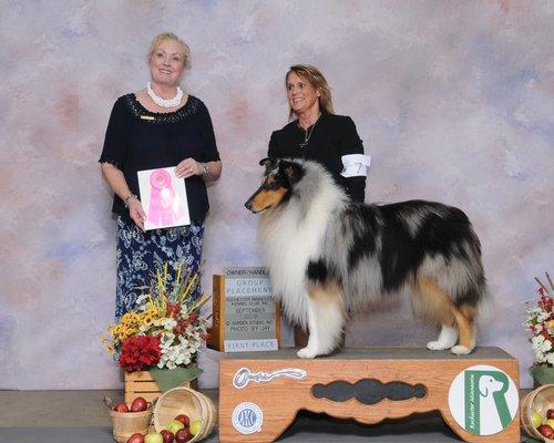 GCH CH Tercan'N Zandria's Game Changer "Eli" No. 8 NOHS Collie in the Nation Eli Thanks you Klassy Kritters for getting him clean today.