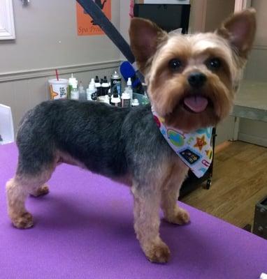 An adorable Yorkie trimmed by Kendra