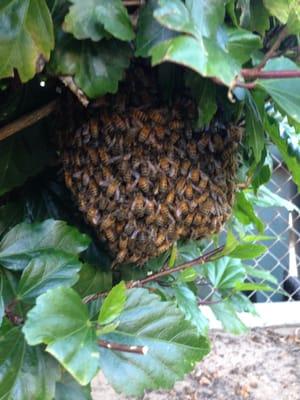 Bee's nest!