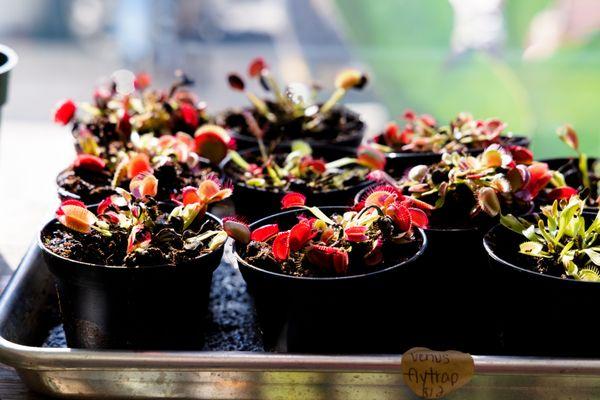 Leaf & Vine, Urban Plant Shop