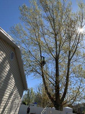 Beehive Tree Experts