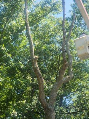 Lawson's Tree Service & Landscaping