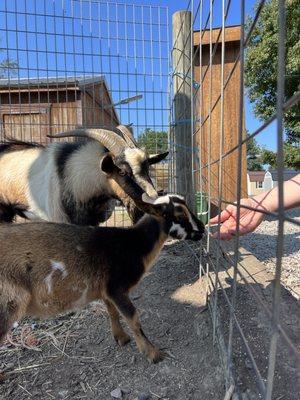 Feeding goats