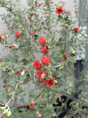 Sphaeralcia Globemallow