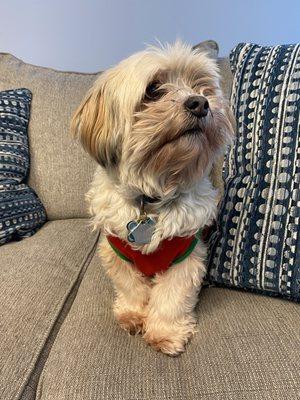 Chip - One of our therapy dogs who is sometimes with Gale Cader at our Bethany office!