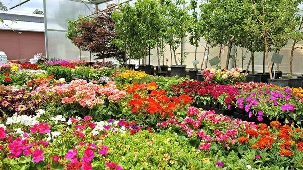 With regular shipments of plants, there is always something new to see at In Bloom Nursery!