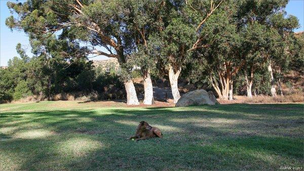 Rosie waiting for her friends to come play ball... Chatsworth Oaks Park 2017-09-25 08:53a