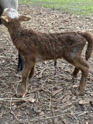 This little guy was a day old, umbilical cord still attached