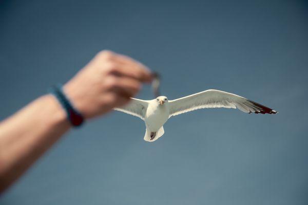 The seagulls enjoyed our unused bait.