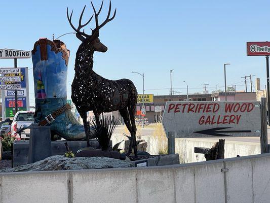 Petrified Wood Gallery