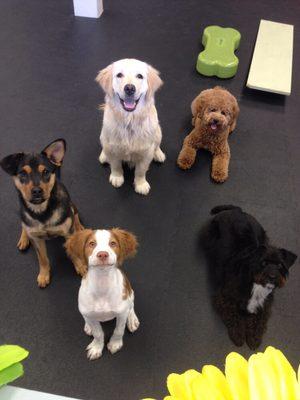 Puppy Camp happiness!