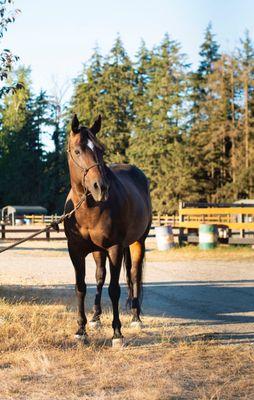 High Point Equestrian Center