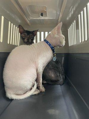 Pinky and Ruby going to the vet