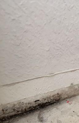 More mold found under more baseboards that were not removed until after radiation. Erich said cut and paint only- no remediation.