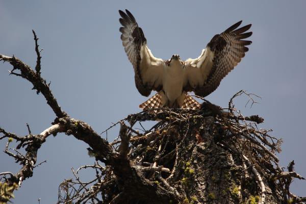 Osprey building a nest